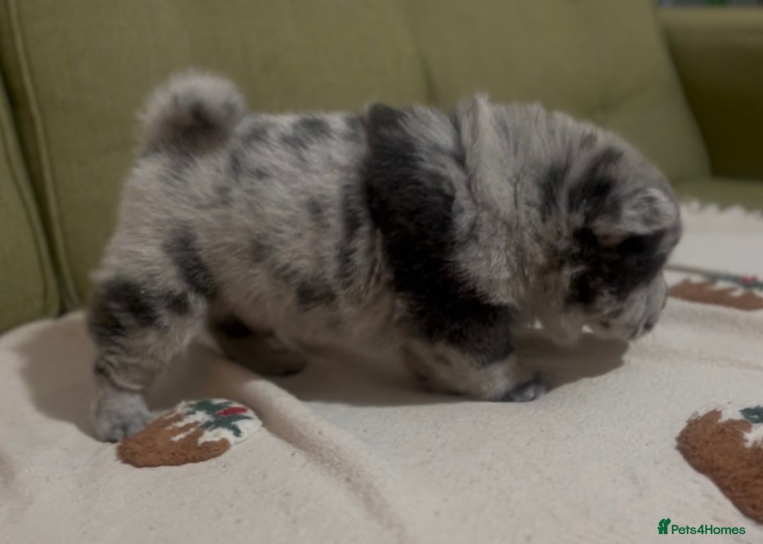 Chow Chow dogs for sale: Merle & blue bear faced Teddy chow chow puppies  - Advert 16