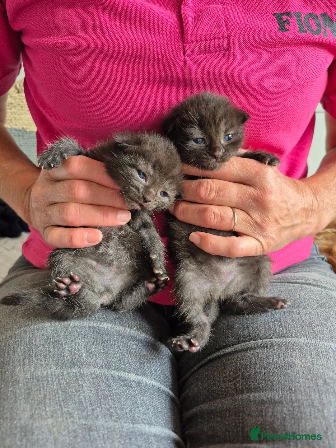 Mixed Breed cats for sale: 6 beautiful Kittens  - Advert 2