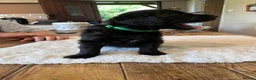 Labradoodle dogs for sale: Beautiful happy labradoodle puppies Ready 15.07.26 - Advert 10