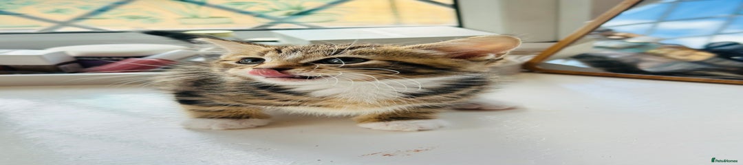 Norwegian Forest Cat Kitten 3