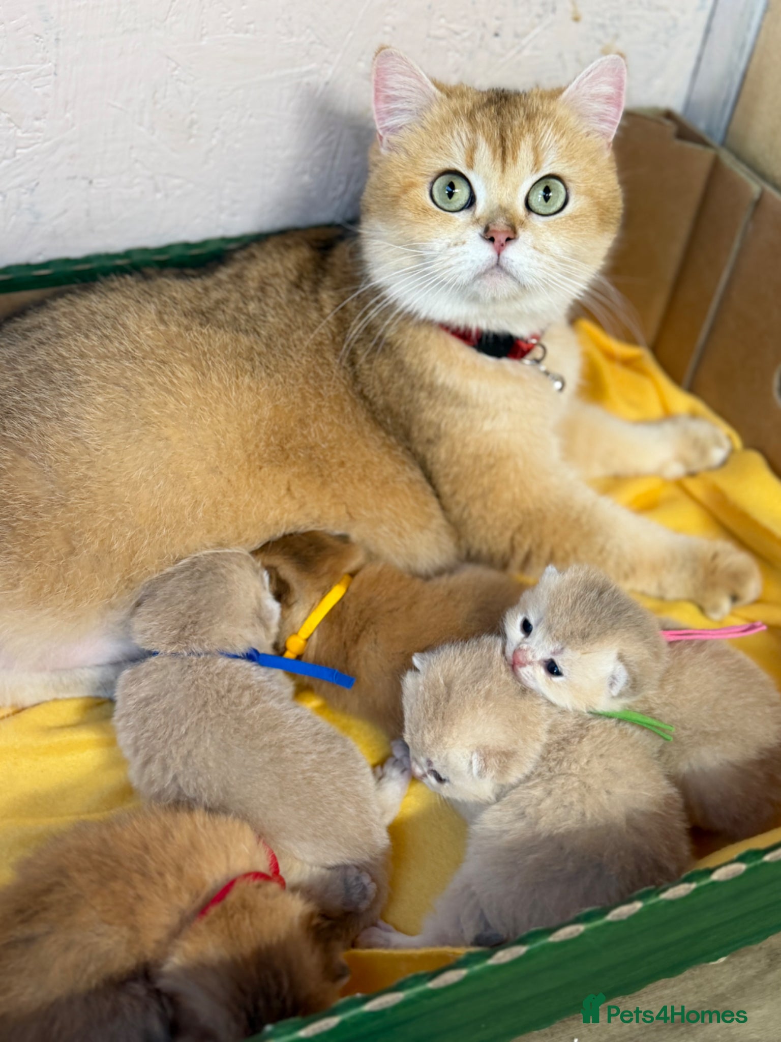 British Shorthair cats British shorthair blue golden kittens GCCF  - Advert 2