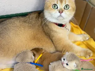 British Shorthair cats British shorthair blue golden kittens GCCF - Advert 3