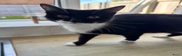 Mixed Breed cats for sale: Pregnant Female Cat, Looking for a Loving Home - Advert 2