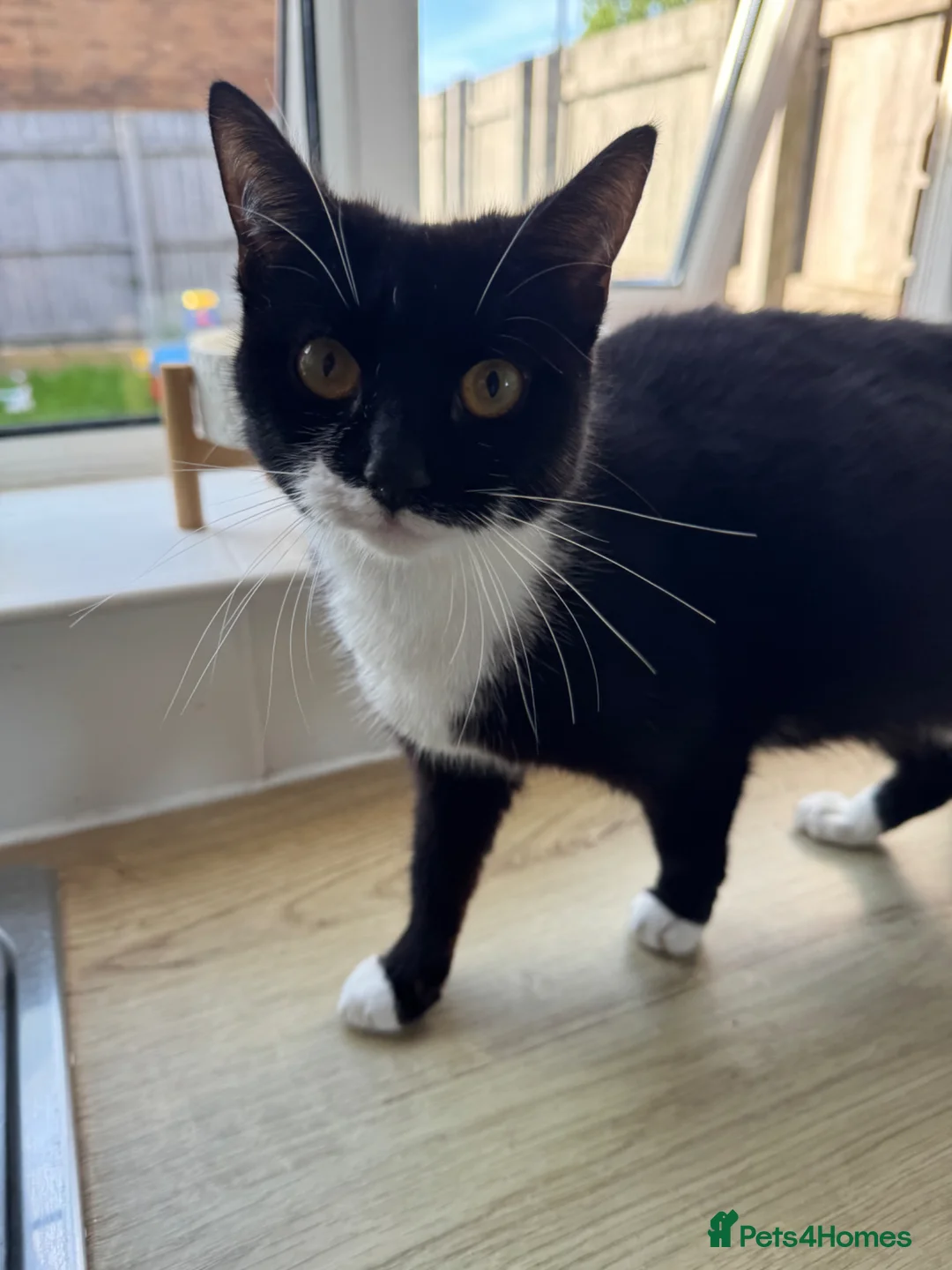 Mixed Breed cats for sale: Pregnant Female Cat, Looking for a Loving Home - Advert 2
