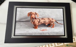 Mixed Breed dogs for sale: Beautiful cockepoo cross Miniature Dachshund pups  - Image 5