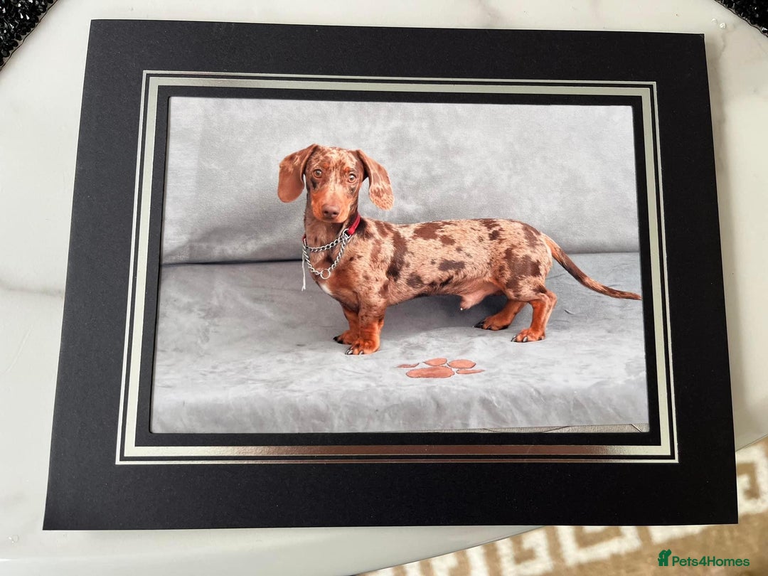 Mixed Breed dogs for sale: Beautiful cockepoo cross Miniature Dachshund pups  - Image 5