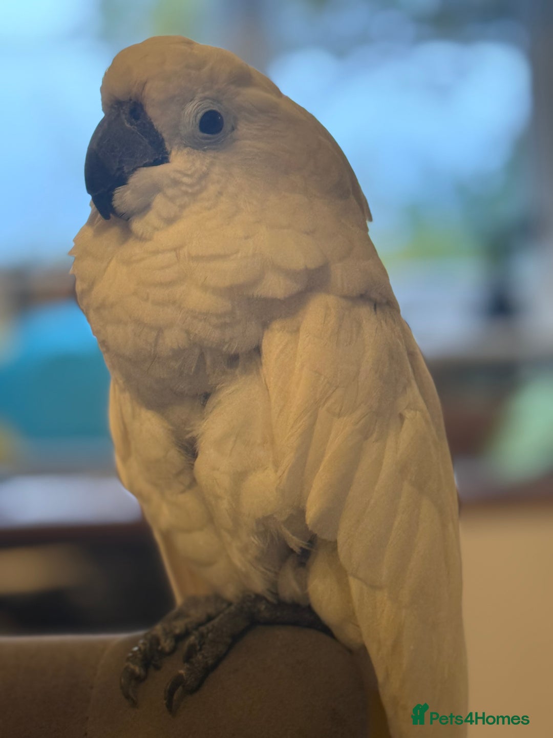 Cockatoo birds for sale: Umbrella cockatoo  - Image 2