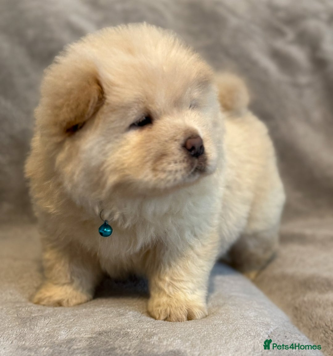 Chow Chow dogs for sale: KC Reg Chow Chow Puppies  - Advert 30