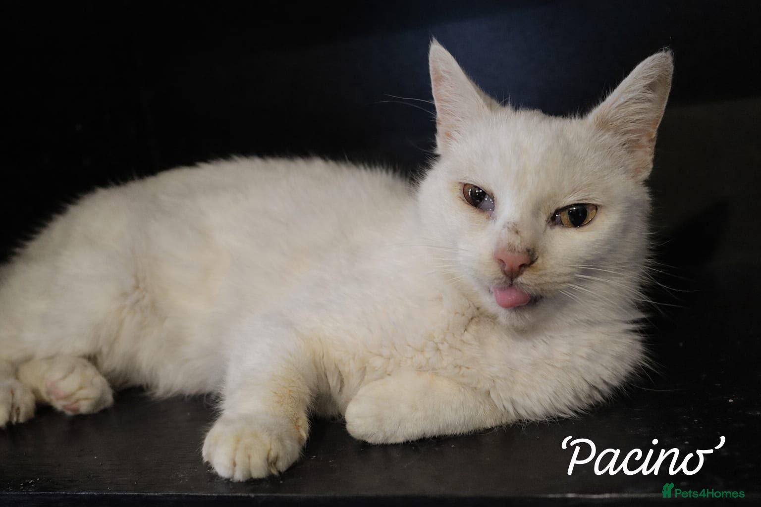 Mixed Breed cats Pacino, 4-5 yrs old. Available for adoption. - Advert 1