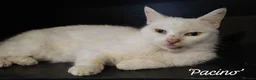 Mixed Breed cats for adoption: Pacino, 4-5 yrs old. Available for adoption. - Advert 1