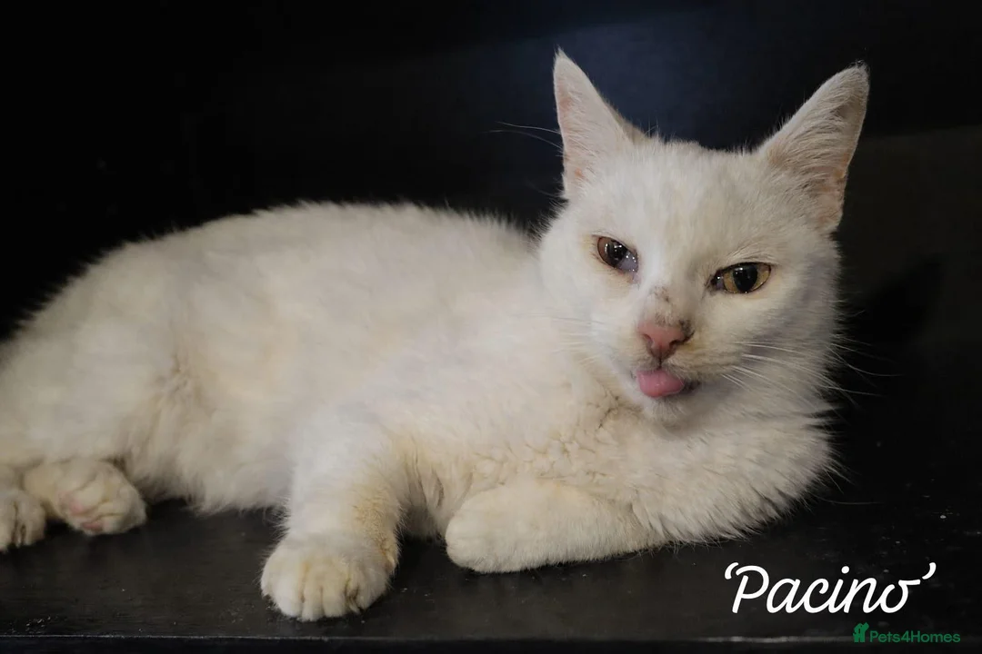Mixed Breed cats for adoption: Pacino, 4-5 yrs old. Available for adoption. - Advert 1