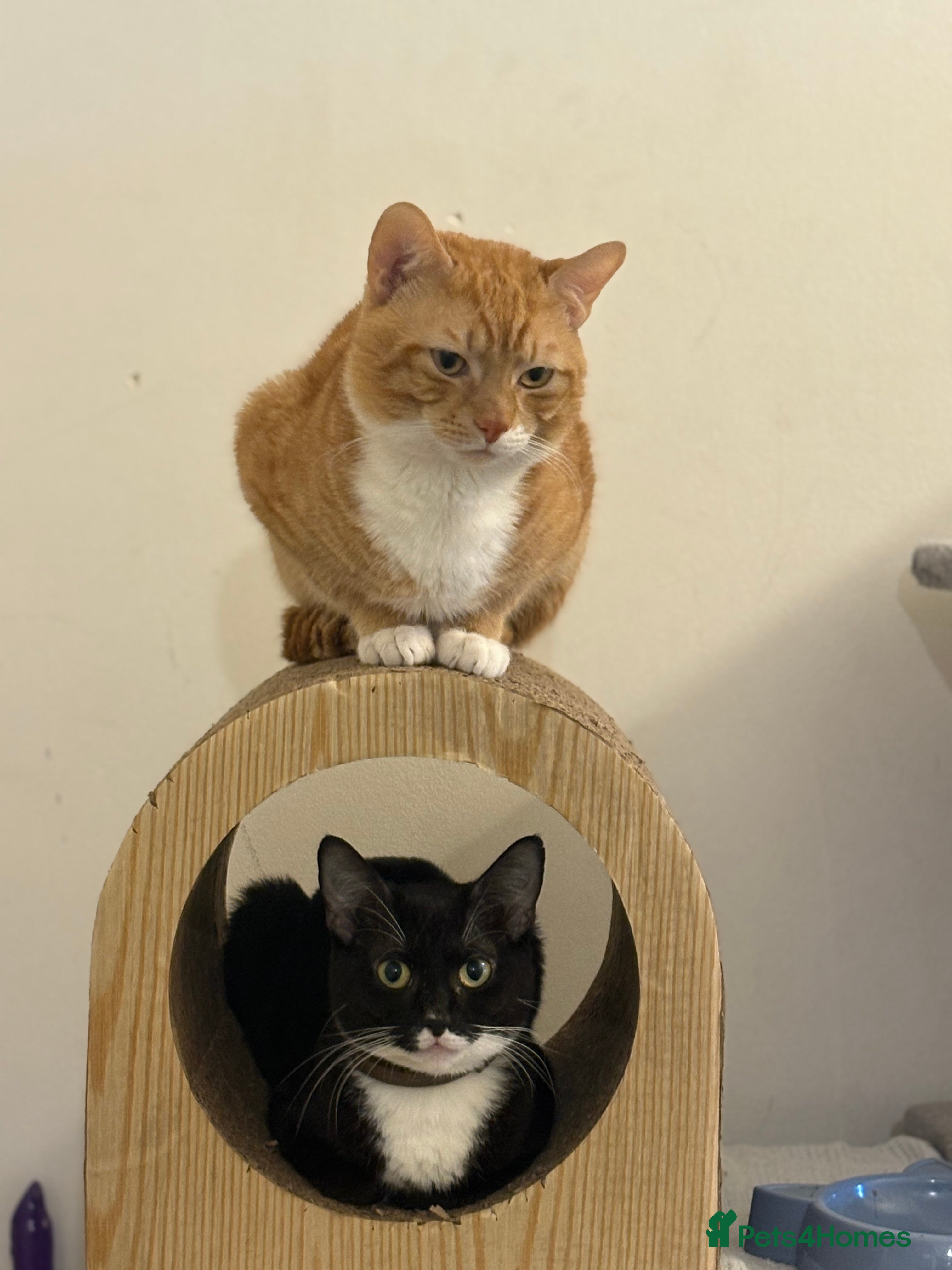 Mixed Breed cats Kittens  - Advert 1