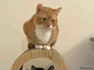 Mixed Breed cats Kittens - Advert 1