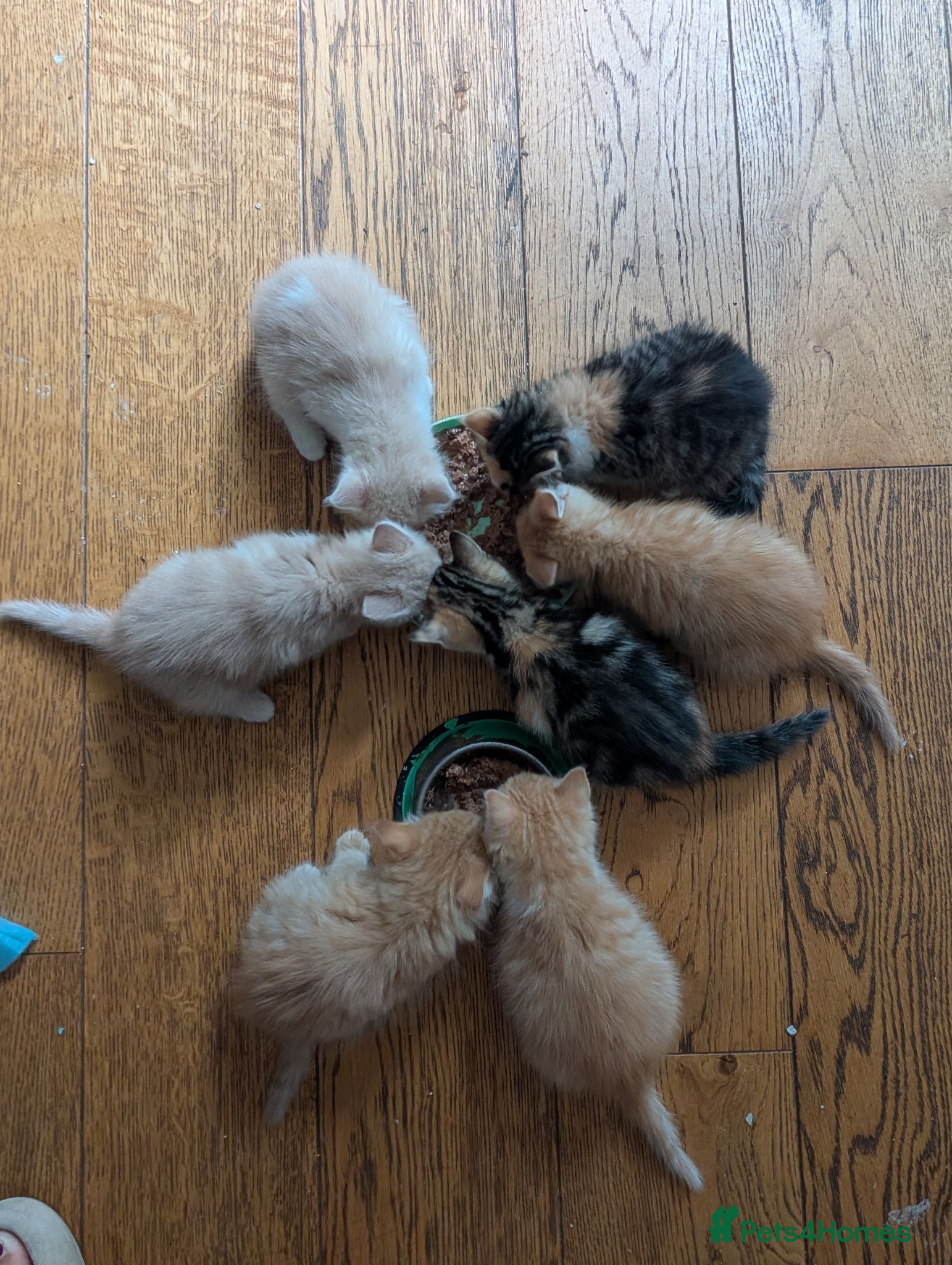 Mixed Breed cats Kittens  - Advert 3