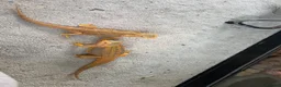 Bearded Dragon reptiles for sale: Breeding pair  - Advert 3