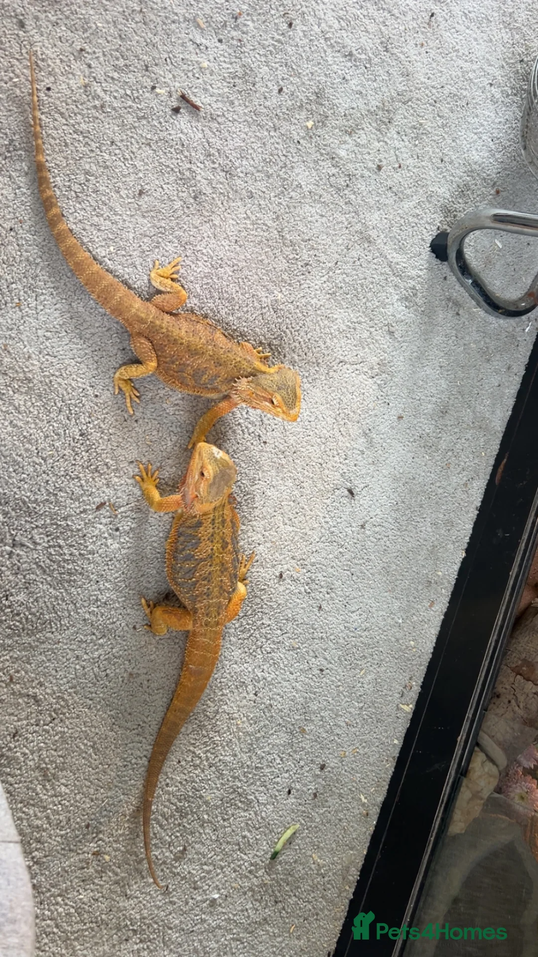 Bearded Dragon reptiles for sale: Breeding pair  - Advert 3