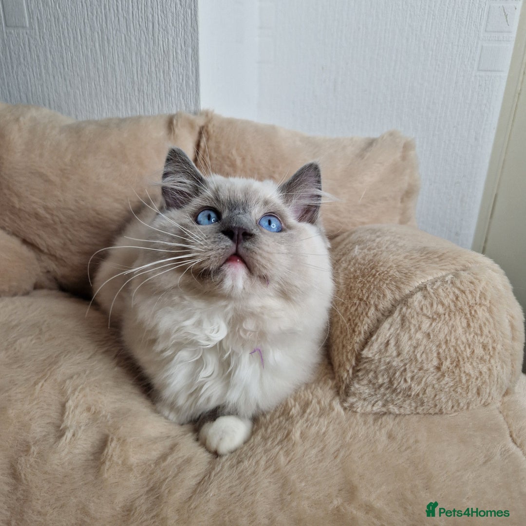Ragdoll cats for sale: Ragdoll kittens  - Image 11