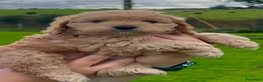 Cockapoo 6
