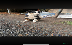 Welsh Collie dogs for sale: Welsh sheepdog pups  - Image 3