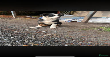 Welsh Collie dogs - Advert 6