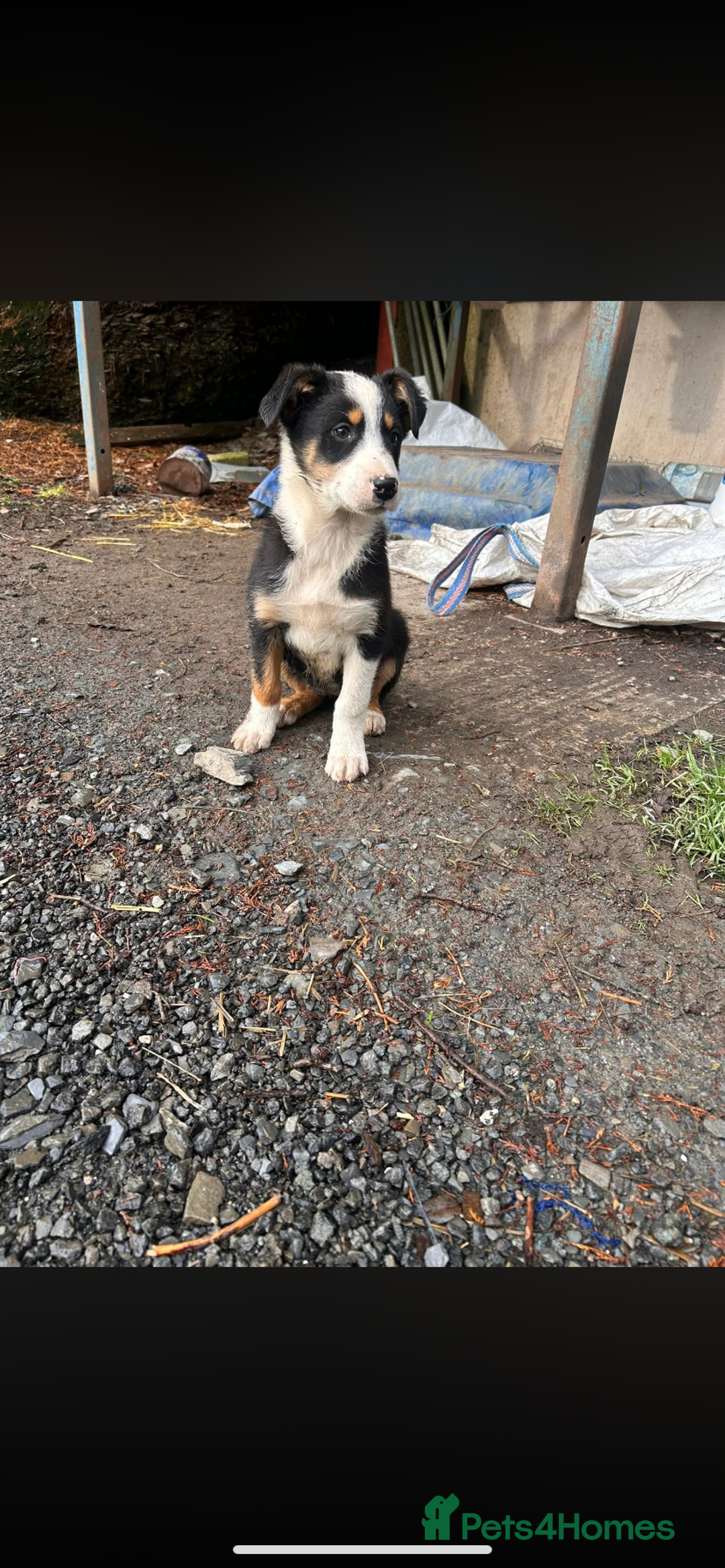 Welsh Collie dogs for sale: Welsh sheepdog pups  - Image 3