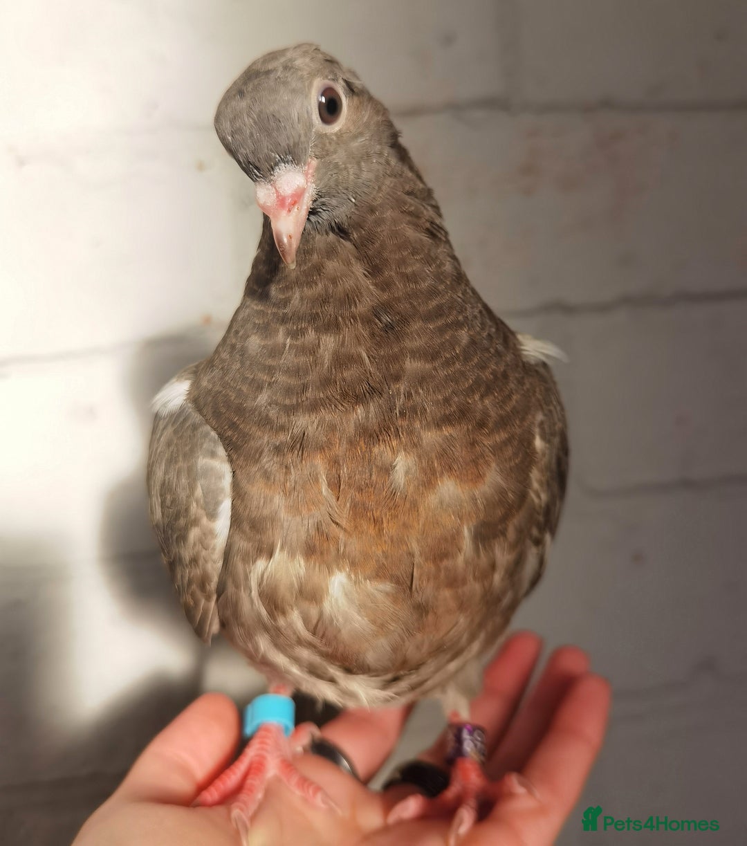 Pigeons birds for sale: Pigeons [Semi Hand-Raised] - Fancy & Racing Breeds - Advert 17