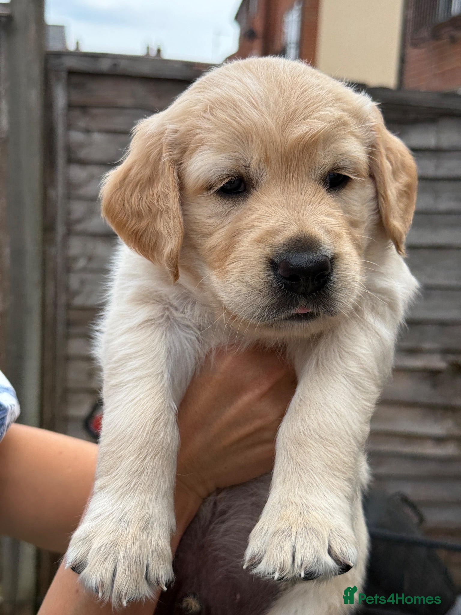 Golden Retriever dogs KC reg. golden retriever pups ONLY 2 BOYS LEFT - Advert 2