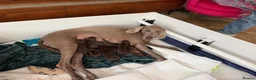 Mixed Breed dogs for sale: Beautiful Vizmaraner - Advert 7