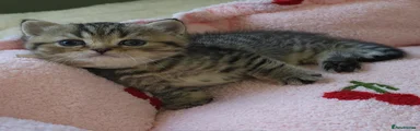 Scottish Fold Girl