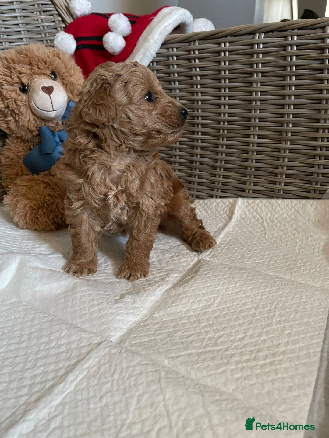 Cavapoo dogs for sale: Apricot Cavapoo Puppy - Advert 5