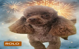 Toy Poodle dogs for sale: Toy Poodle Puppies in Norfolk - Image 6