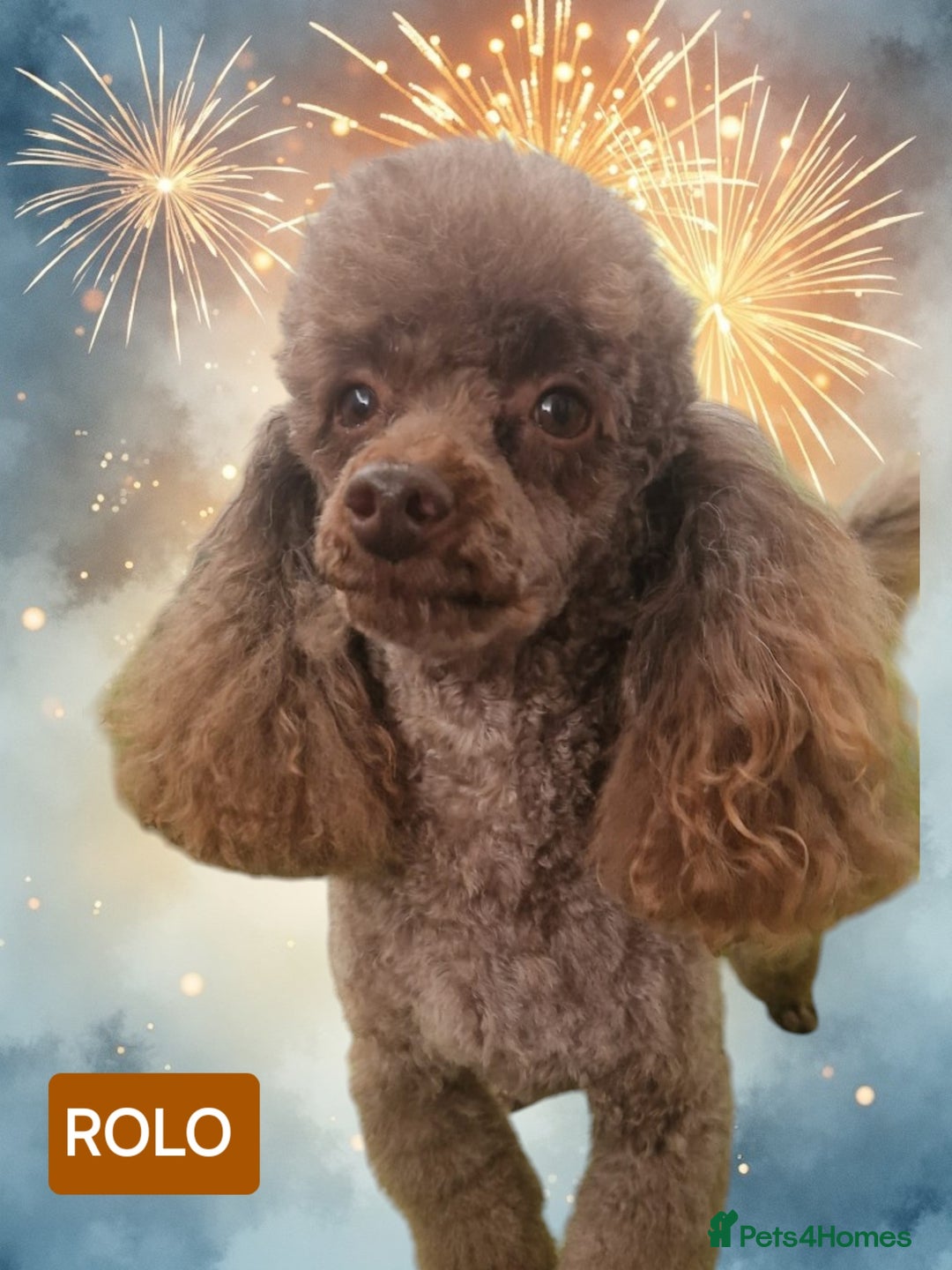 Toy Poodle dogs for sale: Toy Poodle Puppies in Norfolk - Image 6