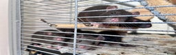 Rat rodents for sale: Baby girl rats - Advert 6