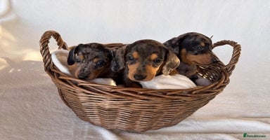 Miniature Dachshund dogs - Advert 15