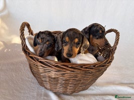 Miniature Dachshund dogs - Advert 15