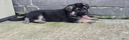 German Shepherd dogs for sale: Top Quality GSD (Alsatian) Pups For Sale - Advert 14