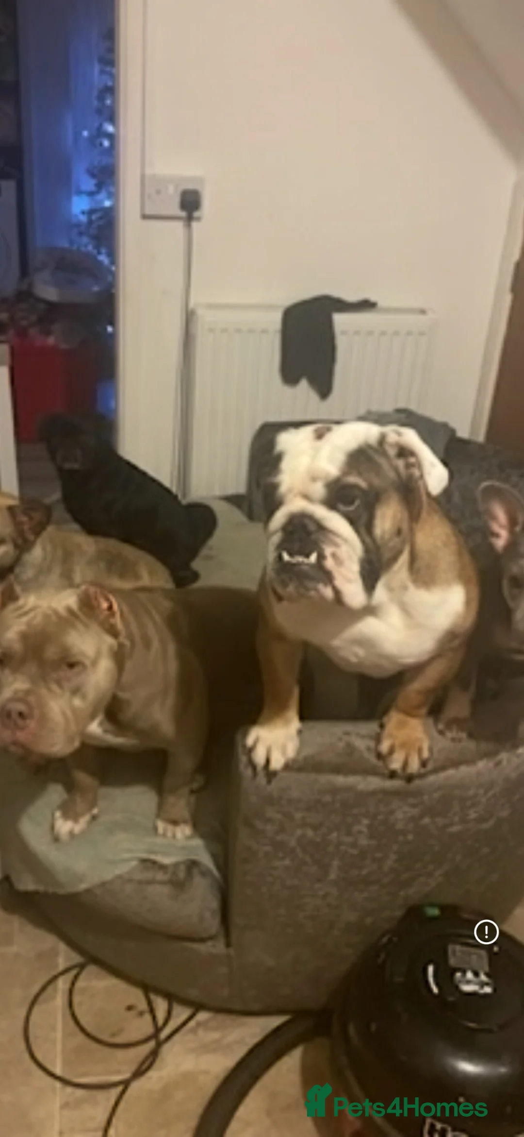 English Bulldog dogs for stud: Fat boy British bulldog  - Advert 5