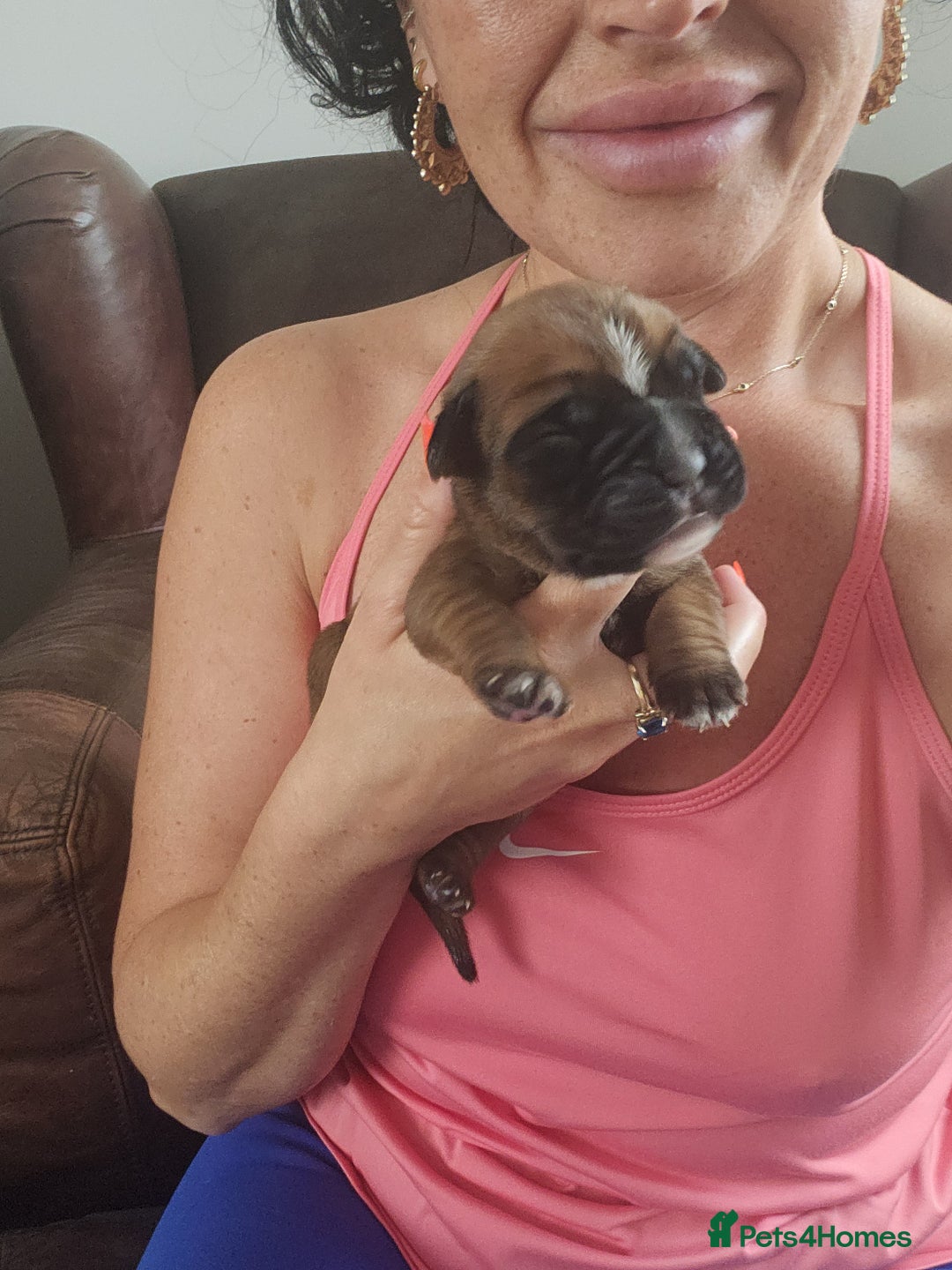 Boxer dogs for sale: 🌟KC REG BOBTAIL BOXER PUPS🌟 - Image 13