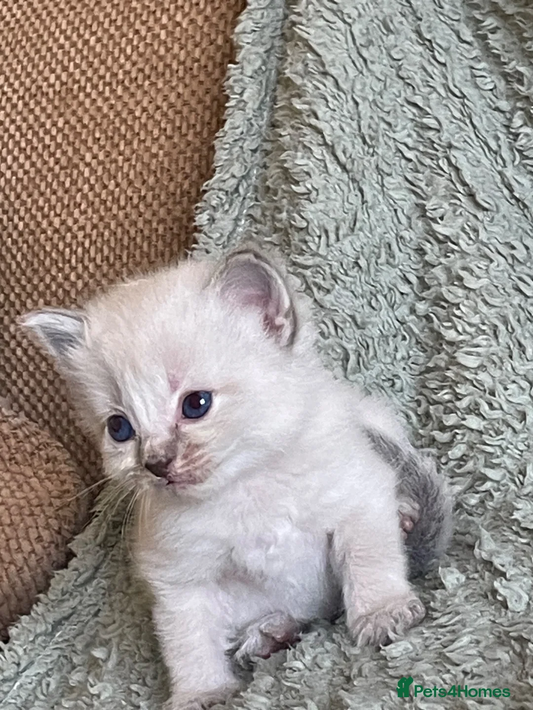 Mixed Breed cats for sale: Adorable fluffy ragdoll x kittens - Advert 39