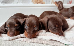 Miniature Dachshund dogs for sale: Quality miniature dachshund puppies  - Image 6