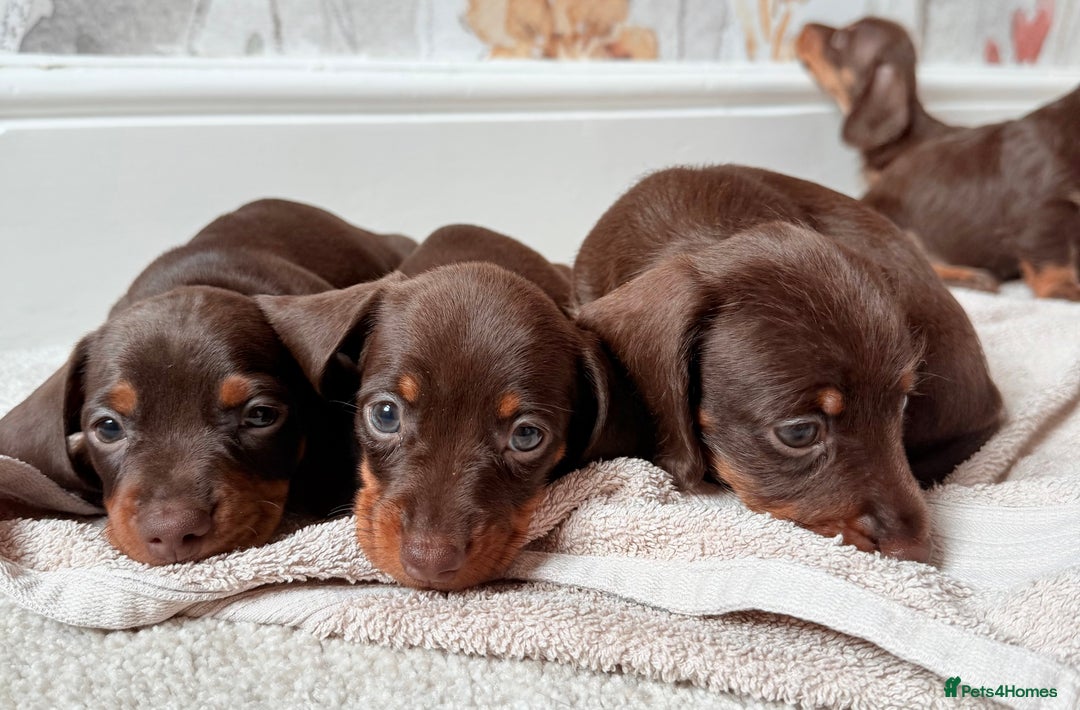 Miniature Dachshund dogs for sale: Quality miniature dachshund puppies  - Image 6
