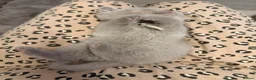 British Shorthair cats for sale: Champion Line British Shorthair Kittens - Advert 15