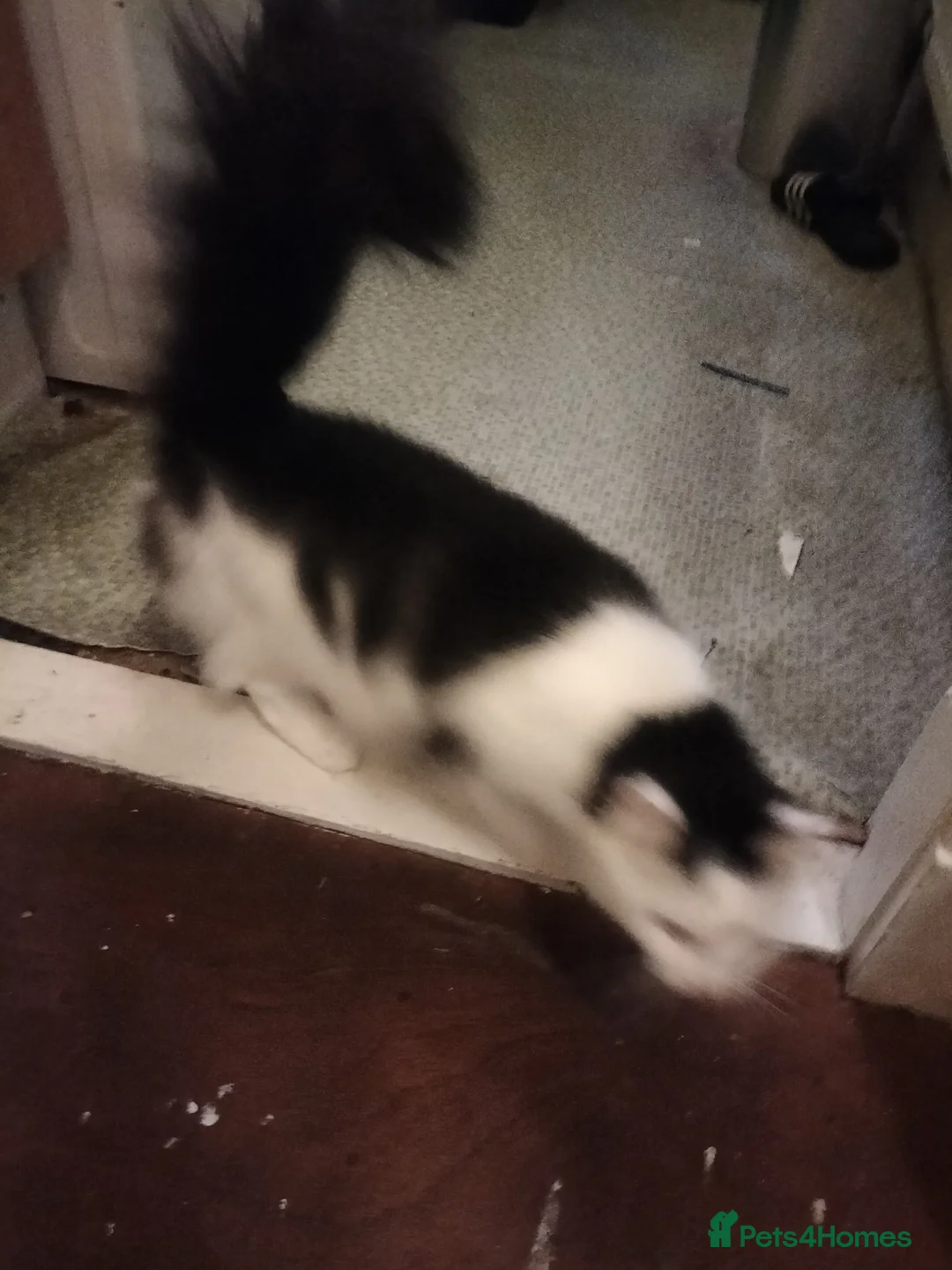 Mixed Breed cats for stud: New home for my three-year-old female cat - Advert 2