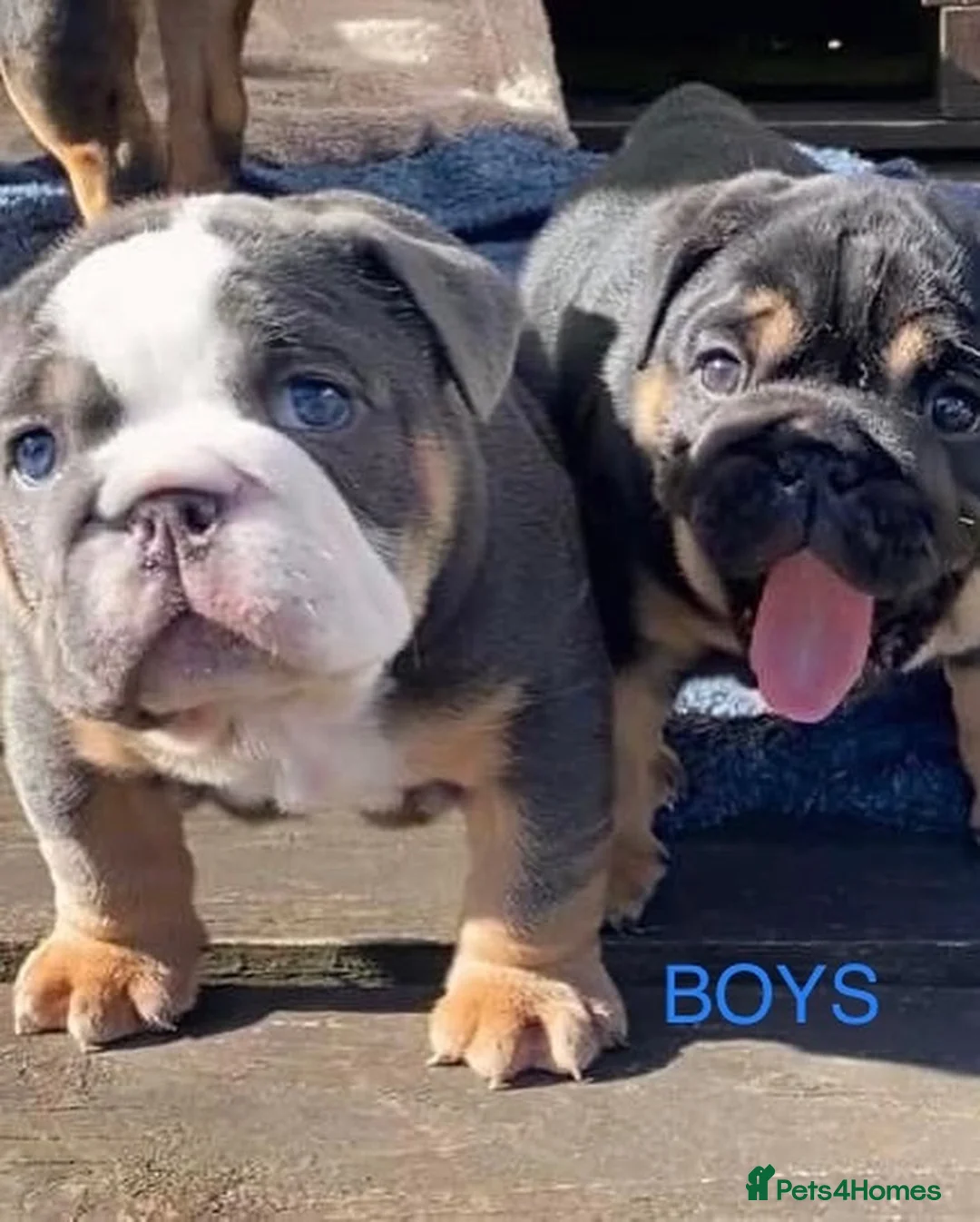 English Bulldog dogs for stud: English Bulldog Stud – Exceptional Temperament - Advert 21