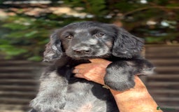 Flat coated Retriever dogs for sale: Flatcoated retriever puppies - Image 7