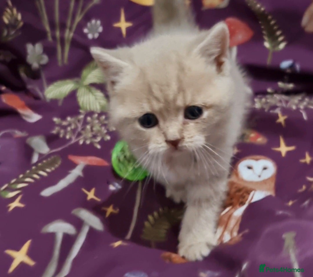 British Shorthair cats for sale: Blue & stripy, boys & girls ava British shorthairs in Eastbourne - Image 19