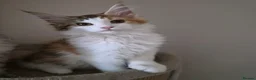 Maine Coon cats for sale: Beautiful Mainecoons  - Advert 5