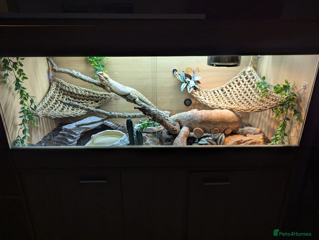 Bearded Dragon reptiles for sale: Beautiful Red Bearded Dragon (10 months)  - Advert 6
