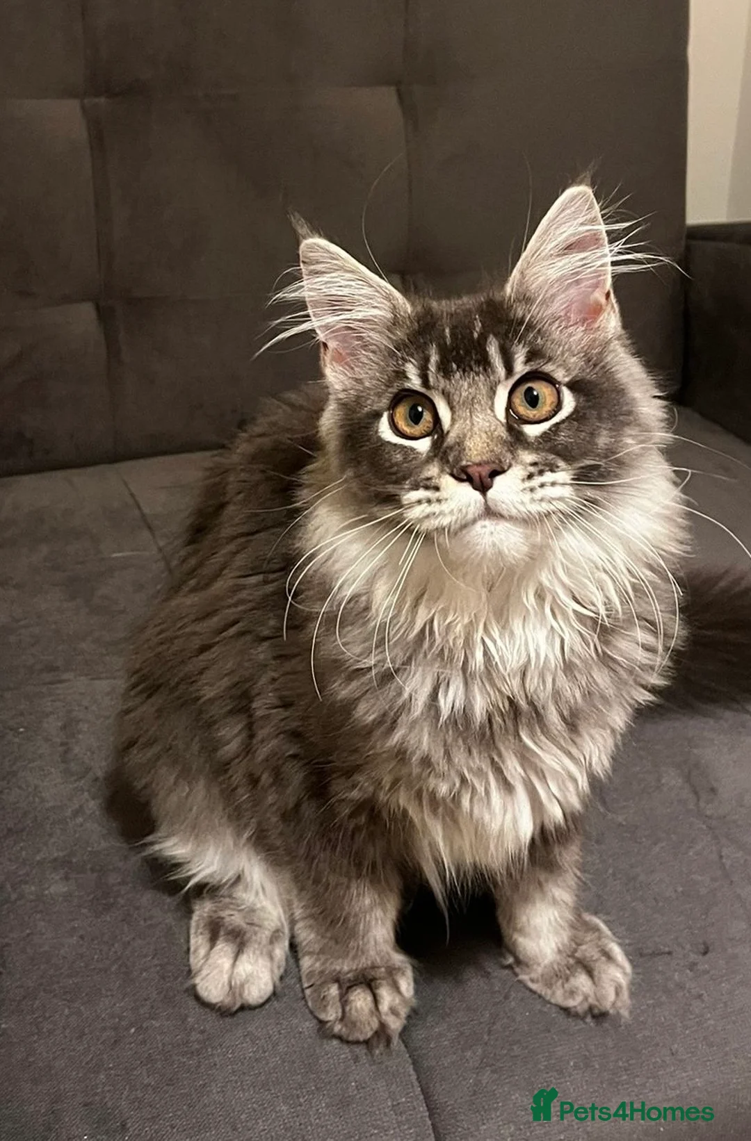 Maine Coon cats for sale: TICA Girl Maine Coon blue silver ticked  tabby - Advert 6