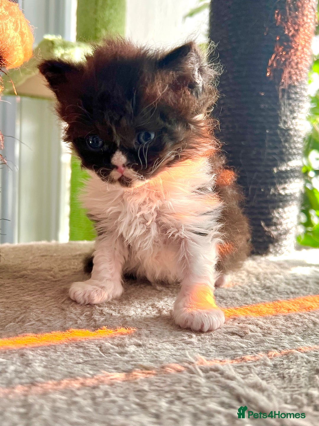 Selkirk Rex cats for sale: Stunning Selkirk rex kittens - Advert 16